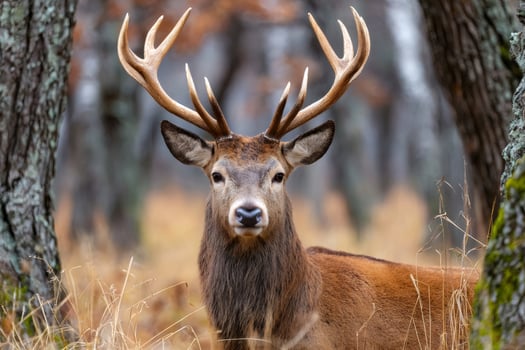 Standing majestic red deer in autumn forest photo