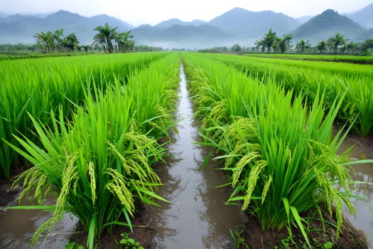 Lush green rice growing in flooded paddy fields with mountains in background photo