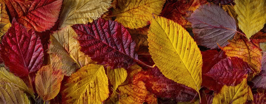 The Colorful Autumn Leaves Creating a Vibrant Natural Canvas photo