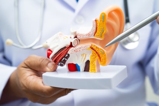 Asian doctor holding human ear model to learn treat hearing loss photo