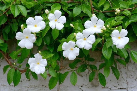 Bridal bouquet creeping plant blooming with delicate white flowers photo