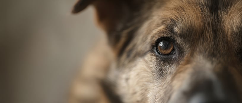 The close-up of a dog's expressive eye showcasing loyalty and affection. photo