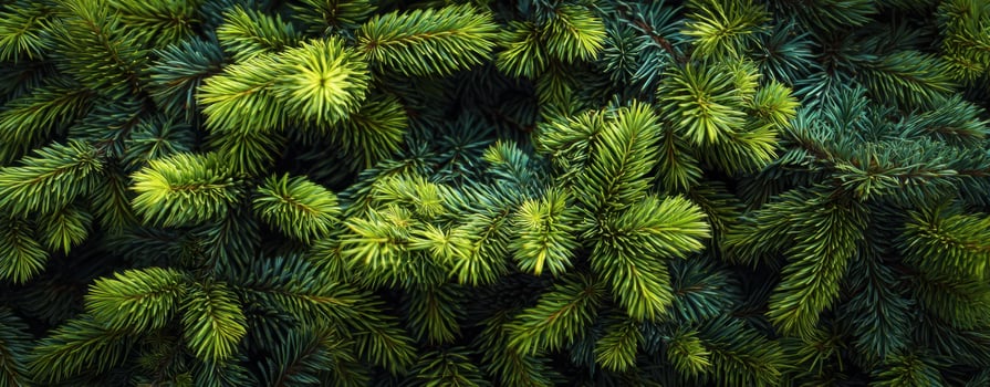The vibrant evergreen foliage creating a lush natural background landscape. photo