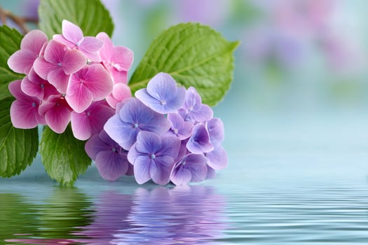 Beautiful pink and purple hydrangeas reflecting on water surface photo
