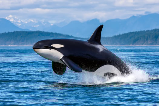 Killer whale breaching the surface of the ocean photo