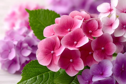 Pink hydrangea flowers blooming in garden with green leaves photo