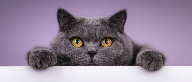 The adorable gray cat peeking over a white surface against a purple background. photo