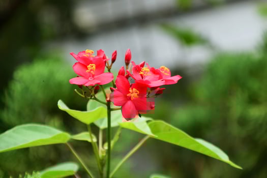 Fresh Red Peregrina Flowers Blooming in a Home Garden photo