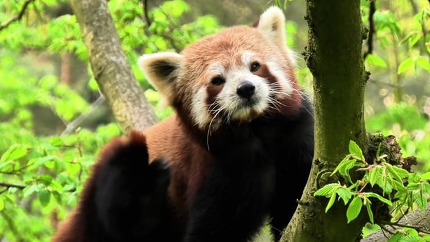 A Red Panda is seen in its natural habitat, surrounded by lush green leaves and plants photo