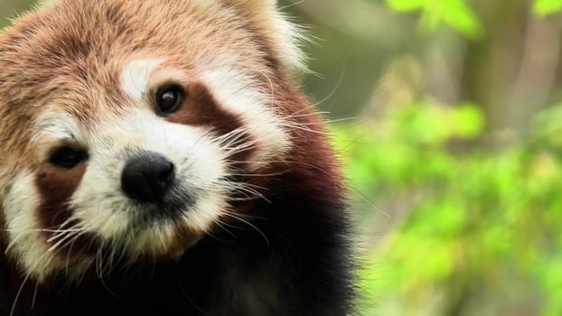 The Adorable Red Panda in Its Beautiful and Natural Habitat Among Vibrant Flora and Fauna photo