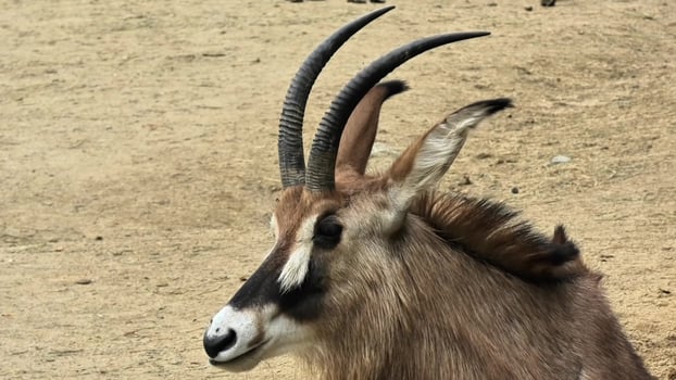 An Elegant Antelope Portrait That Is Beautifully Captured in Its Natural Habitat photo