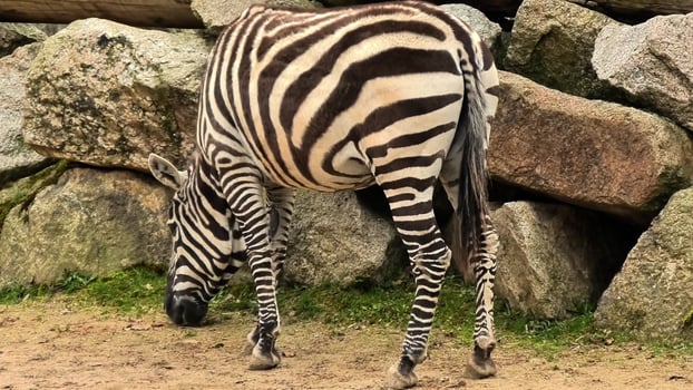 A Zebra Grazing Peacefully by a Rocky Outcrop in Its Natural Habitat Setting and Environment photo