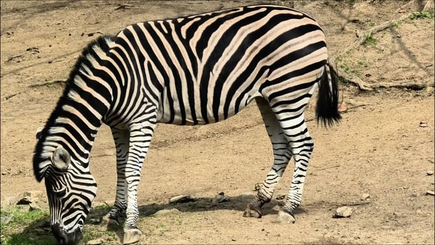An Elegant Zebra Grazing Gracefully in Its Natural Habitat Amidst the Scenic Landscape photo