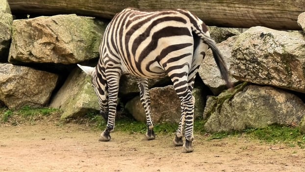 A zebra is grazing peacefully while eating grass near some rocks in its natural habitat photo