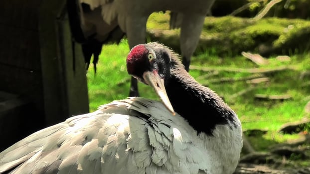 A Graceful Crane Engaged in the Art of Preening While Existing in Its Natural Surroundings photo
