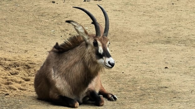 Relaxed Waterbuck in Its Natural Habitat, Stunning Wildlife Photograph Captured in Nature photo