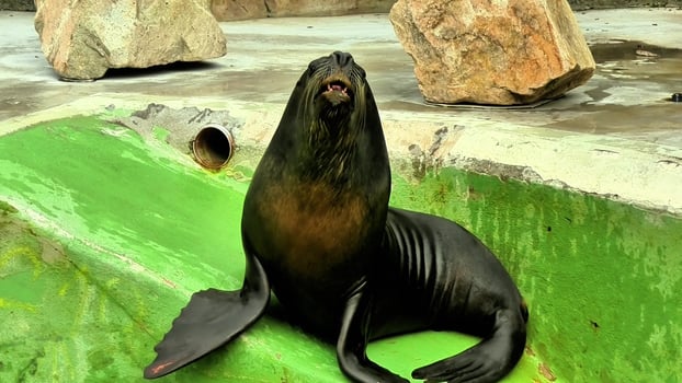 A Playful Sea Lion Living and Thriving in its Natural Habitat Setting by the Ocean Beach photo