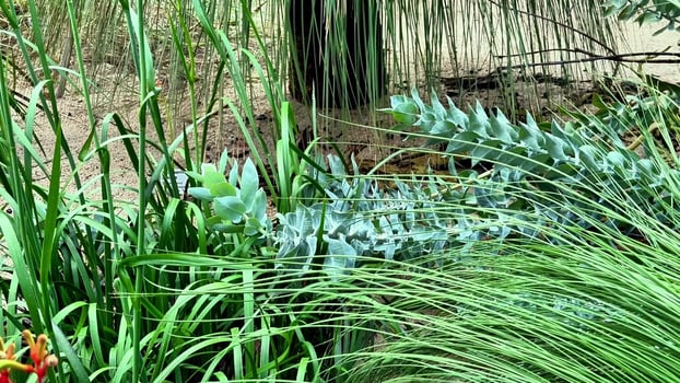 Lush Greenery Embracing BioDiversity in a Vibrant and Thriving Natural Habitat Ecosystem photo