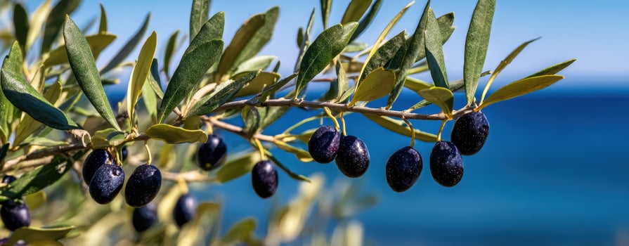 The branch of ripe olives swaying gently against the beautiful blue ocean. photo