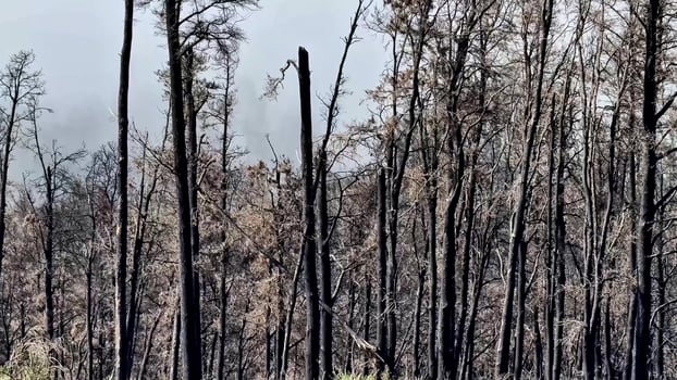 A Burnt Forest Landscape After Wildfire, showing natures fury and fires destructive beauty photo