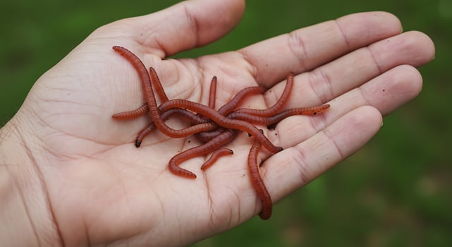 A person holding a handful of worms in their hand photo
