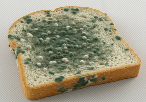 A piece of bread with mold on it photo