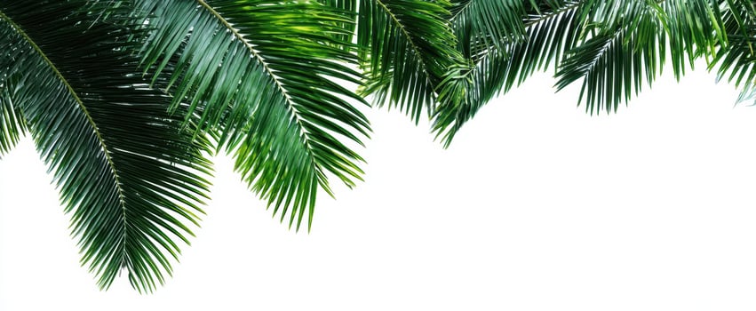 The lush green palm leaves creating a tropical atmosphere against a white background. photo
