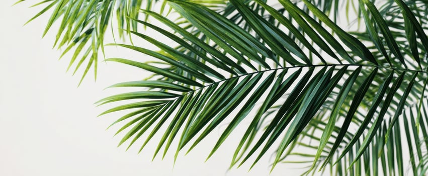 The Lush Green Palm Leaves Against a Soft White Background photo