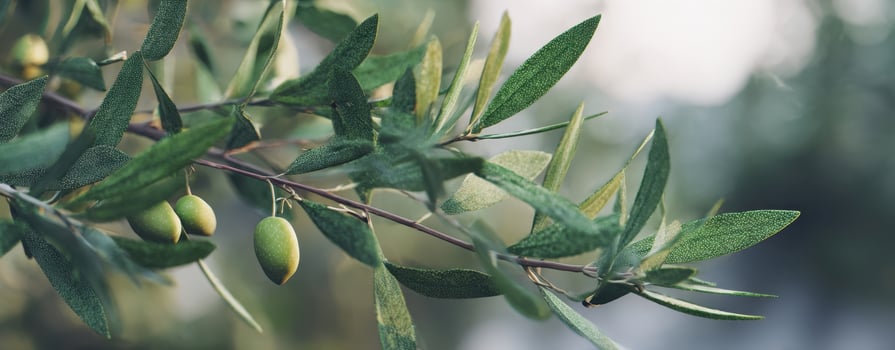 The elegant olive branch showcasing fresh green leaves and ripe fruit. photo