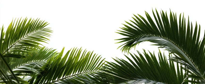The Lush Green Palm Leaves Framing a Bright Natural Background photo