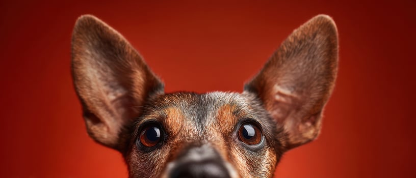 The Cute Dog with Expressive Ears and Beautiful Eyes in a Red Background. photo
