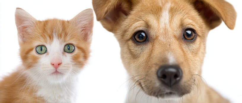 The adorable kitten and puppy sharing a playful moment together. photo