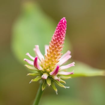 A pink flower with a green stem photo