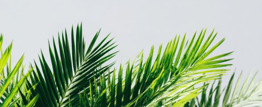 The Lush Green Palm Leaves Against a Simple Background photo
