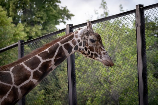 Giraffe Standing by Zoo Fence in Outdoor Enclosure photo