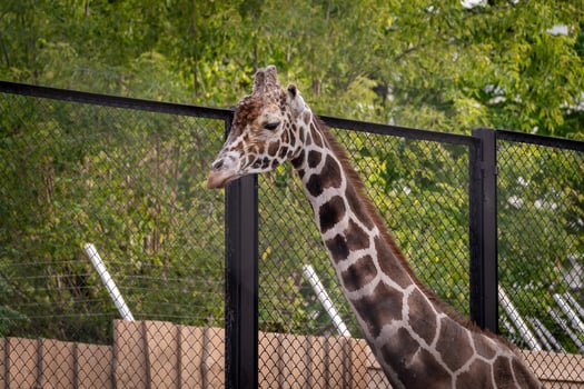 Giraffe Standing Gracefully Behind a Metal Fence photo