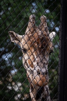 Giraffe Behind Zoo Enclosure Looking Through Fence photo