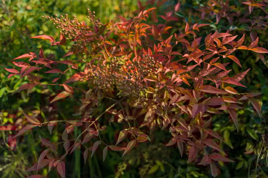 Close-up of a bush with reddish-orange autumn leaves and small berries, bathed in soft sunlight photo
