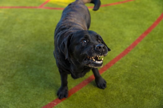 An elderly male black Labrador Retriever barks standing on a sports field photo
