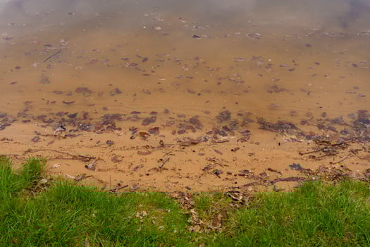 Shoreline with grass and sandy lake beach at Nova Zivohost in the Czech countryside in spring photo
