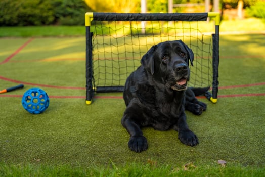 A black elderly male Labrador retriever lies on a green sports field in front of a small soccer goal photo