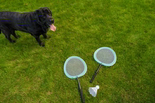 A black male Labrador Retriever stands on green grass in a garden, next to two badminton rackets photo