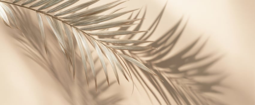 The elegant palm leaf casting delicate shadows on a soft beige background. photo