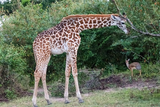 Rothschild Giraffe Eating Leaves from a Tree in African Savanna with Dik Dik photo