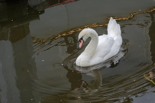 White swan sitting calmly on water with clear reflection in Hamburg photo