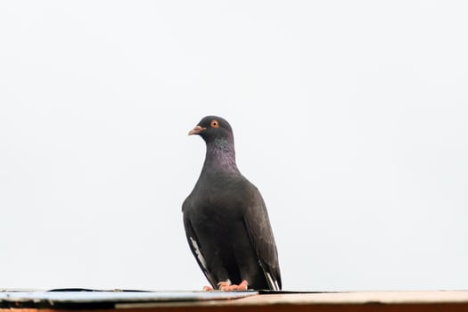 Pigeon Standing on Flat Surface with Bright White Background photo