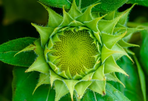 Close Up of Green Sunflower Bud with Spiky Petals and Foliage in Natural Light photo