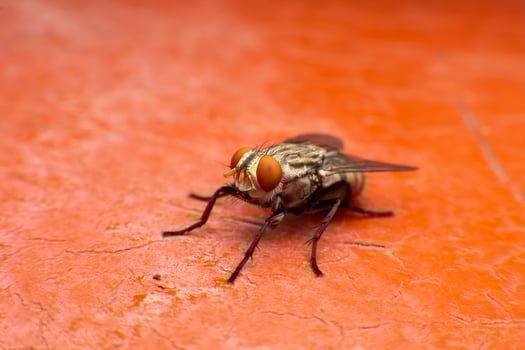 Close-up of a Housefly on Orange Surface with Detailed Features photo