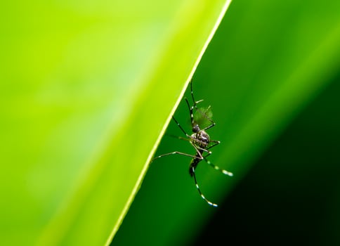 Close-up of Mosquito on Green Leaf in Natural Environment photo