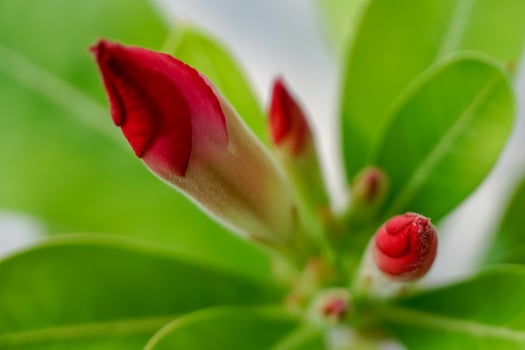 Red Flower Buds on Green Leaves in Natural Light photo